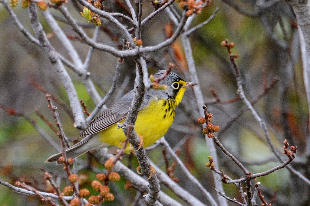 Warbler, Canada, 2014-05225756 Parker River NWR, MA.JPG - Canada Warbler. Parker River National Wildlife Refuge, MA, 5-22-2014